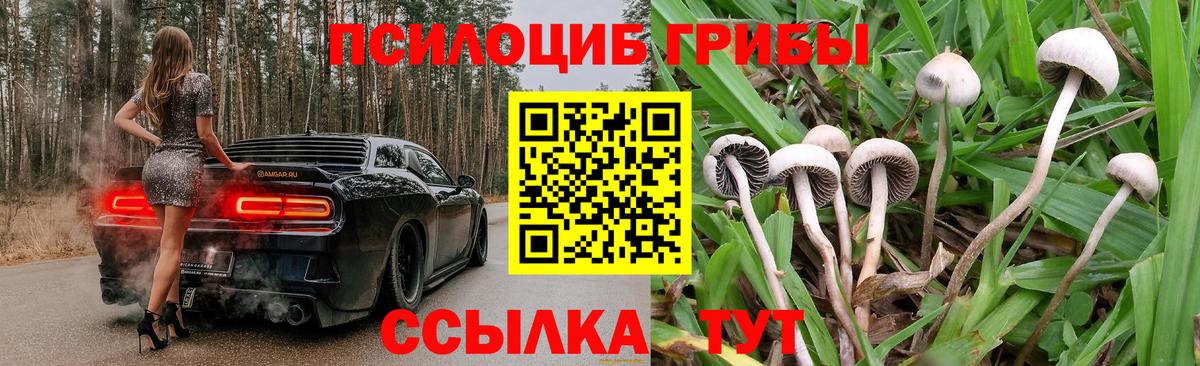 Галлюциногенные грибы Psilocybe Богородицк